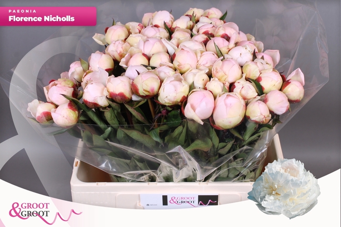 <h4>PAEO L FLOR NICHOLLS</h4>
