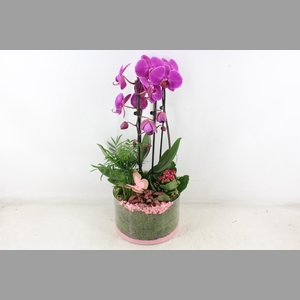 arr2 PL - Glas cilinder phal. paars