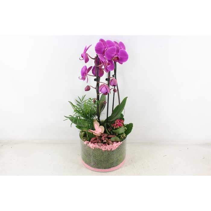 <h4>Arr2 Pl - Glas Cilinder Phal. Paars</h4>