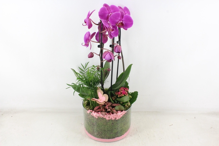 <h4>arr2 PL - Glas cilinder phal. paars</h4>