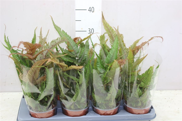 <h4>Pteris Quad Tricolor</h4>