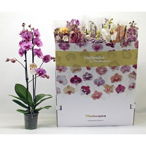 PHAL GEM 10 KL