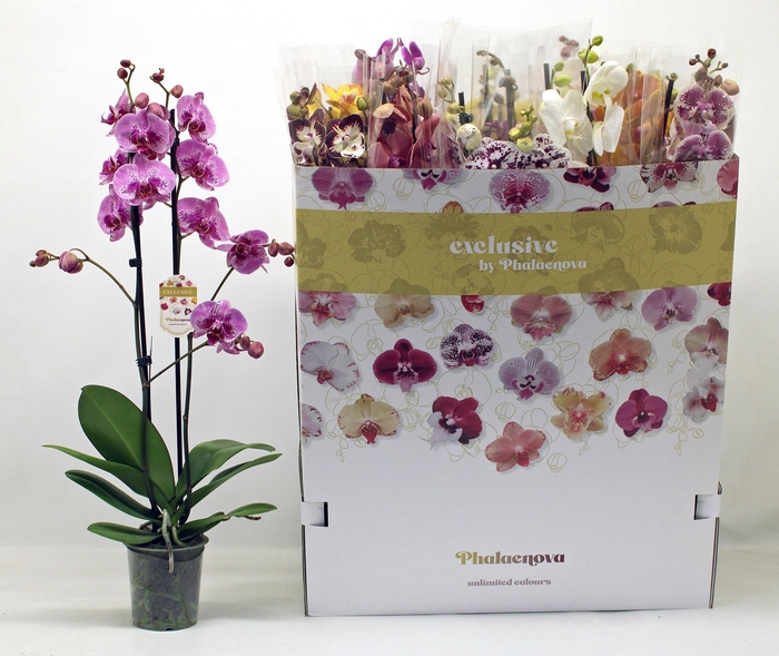 <h4>PHAL GEM 10 KL</h4>