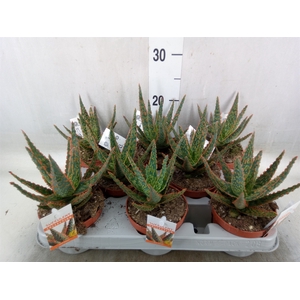 Aloe   ...