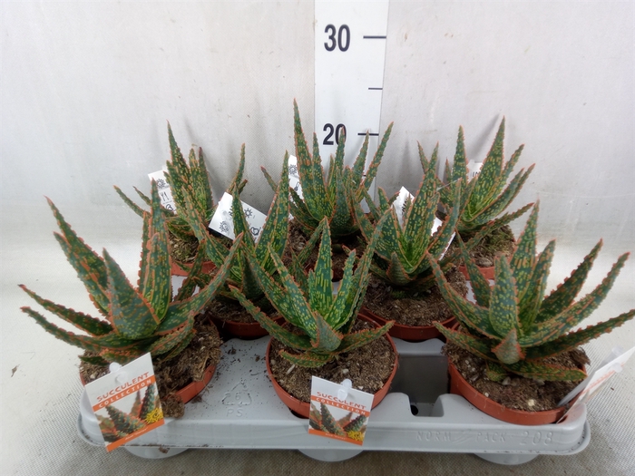 <h4>Aloe   ...</h4>