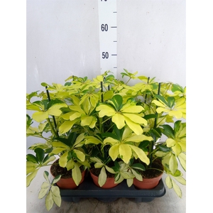 Schefflera arbor. 'Melanie'