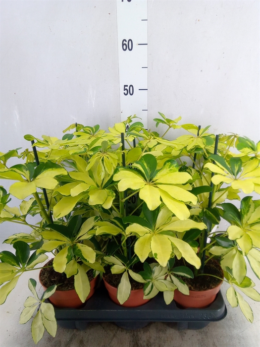 <h4>Schefflera arbor. 'Melanie'</h4>