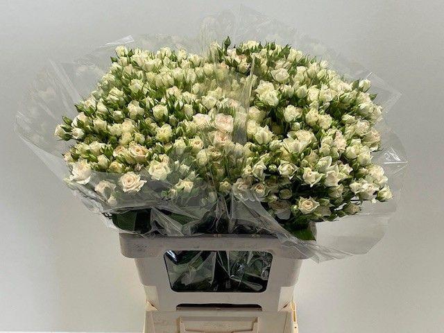 <h4>R TR CREAM GRACIA</h4>