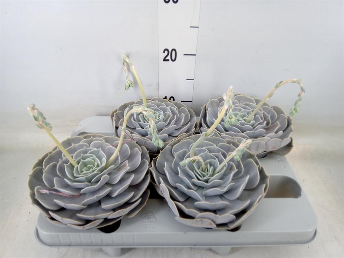 <h4>Echeveria 'Pollux'</h4>