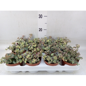 Sedum sieboldii 'Mediovariegatum'