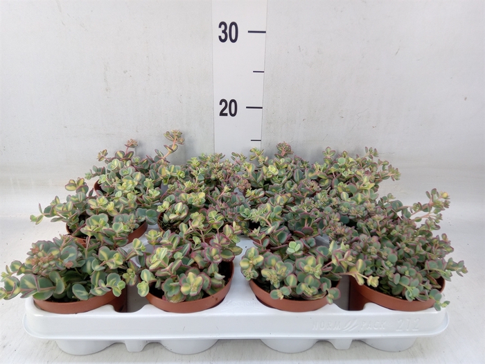 <h4>Sedum sieboldii 'Mediovariegatum'</h4>