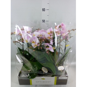 Phalaenopsis multi. 'FC Angel Eyes'