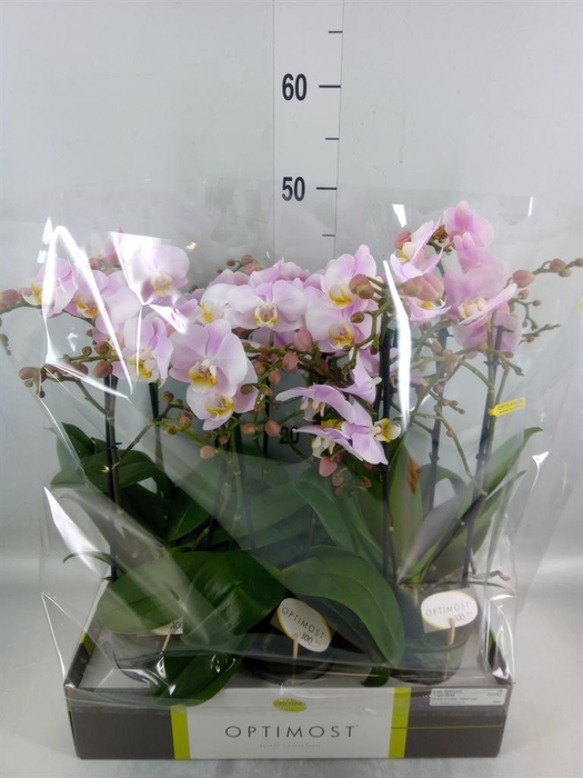 <h4>Phalaenopsis multi. 'FC Angel Eyes'</h4>