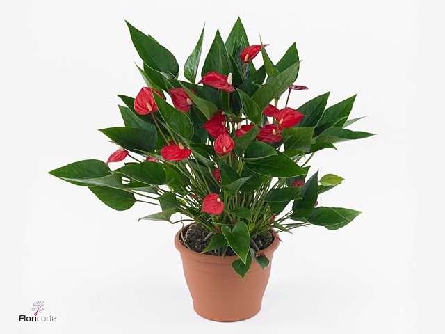 Anthurium andr. 'Mill Flowers Red'