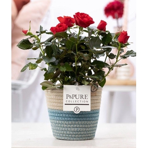 Rosa red in P&PURE Fashionpot Valerie