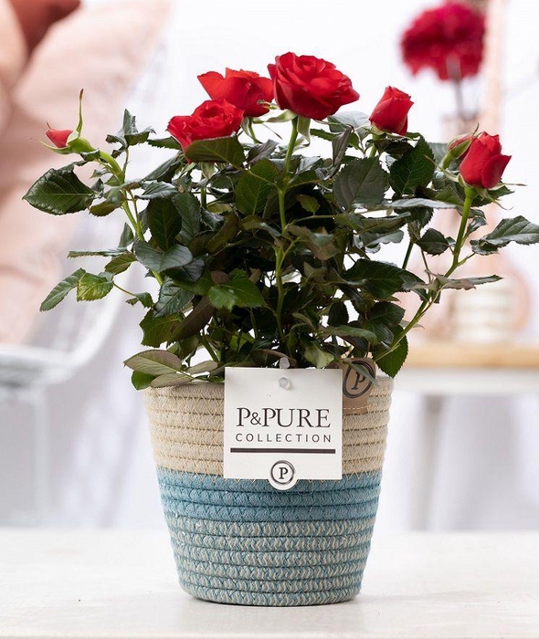 <h4>Rosa red in P&PURE Fashionpot Valerie</h4>