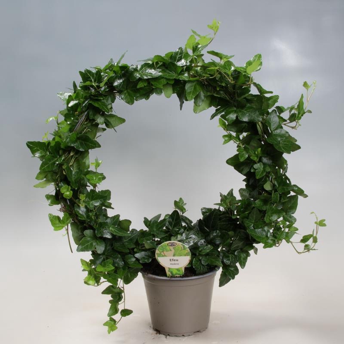 <h4>HEDERA HELIX</h4>