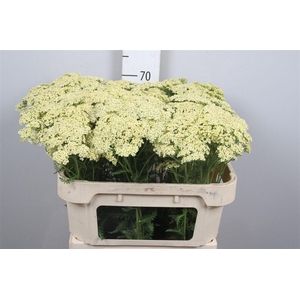 Achil M Vanilla Dream