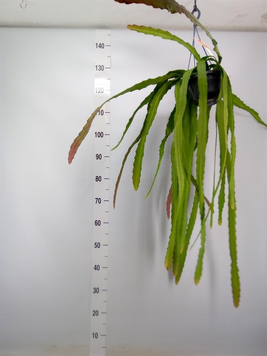 <h4>Epiphyllum   ...</h4>