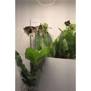 Tacca Chantrieri In Deco Pot