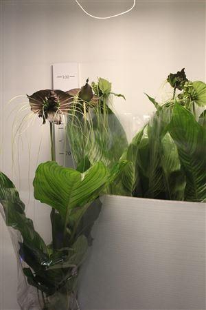 <h4>Tacca Chantrieri In Deco Pot</h4>