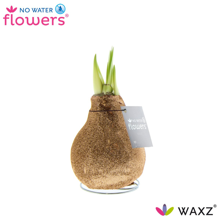 arr4 Amaryllis VH - Champagne glitt
