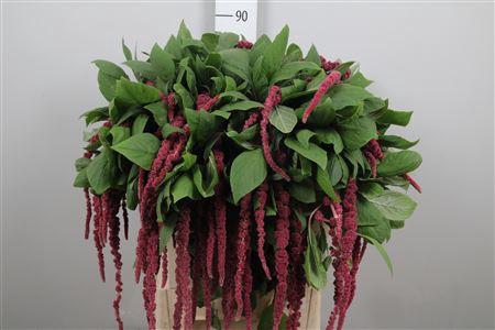 <h4>Amar Ca Red Cord</h4>