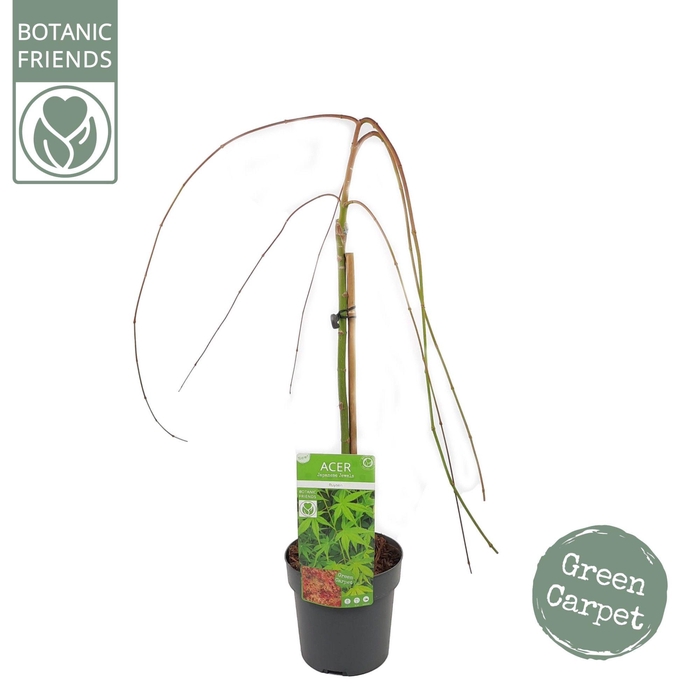 <h4>Acer palm. 'Ryusen' ®</h4>