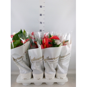 Anthurium andr. 'Red Champion'