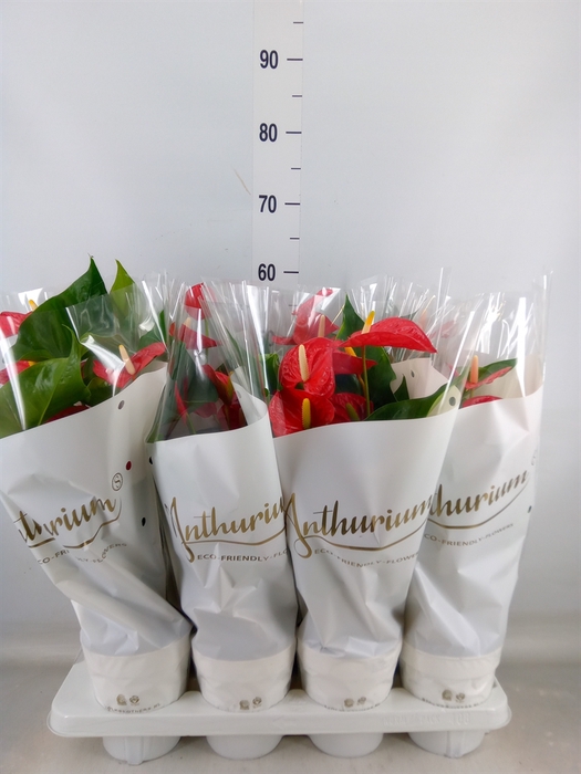 <h4>Anthurium andr. 'Red Champion'</h4>