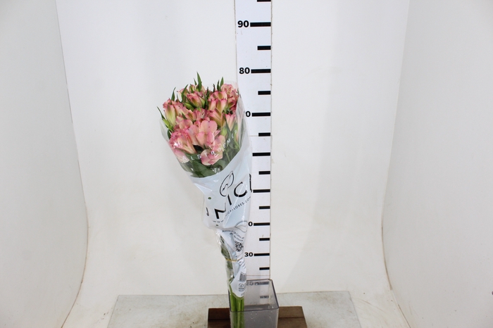 ALSTROEMERIA PAPILLON 080 CM ROSA