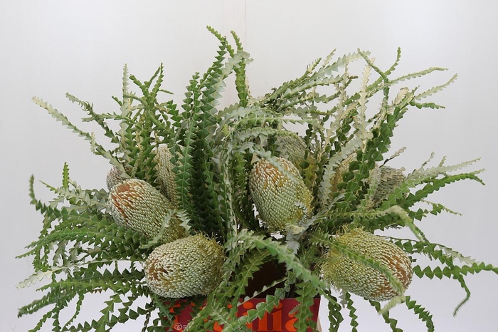 <h4>Banksia Speciosa</h4>