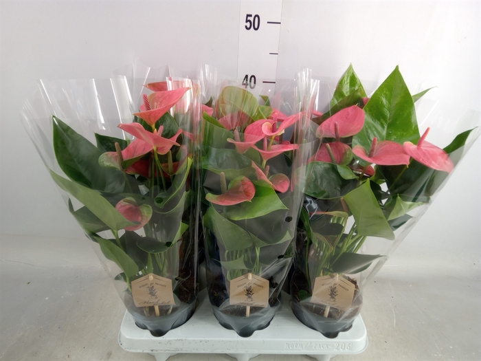 <h4>Anthurium andr. 'Sweet Dream'</h4>