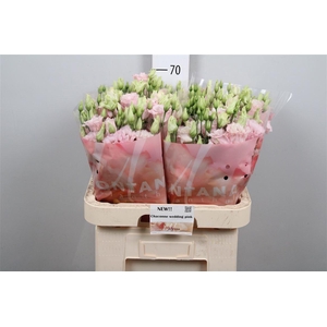 Eus G Chac Soft Pink