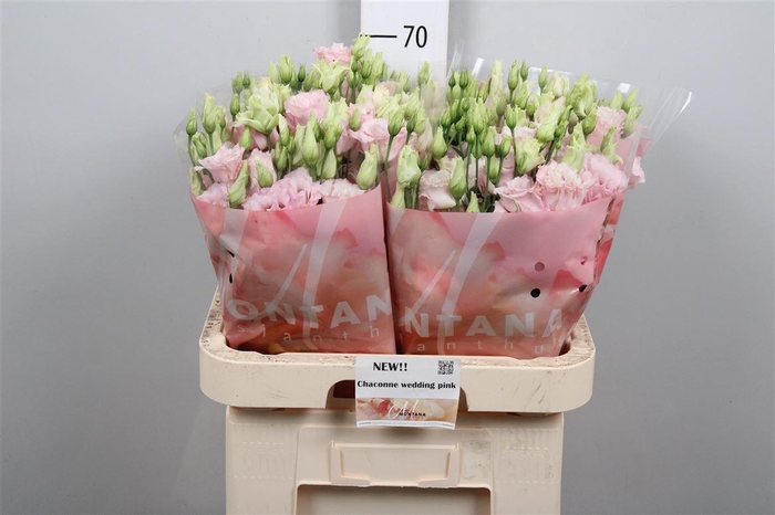 <h4>Eus G Chac Soft Pink</h4>