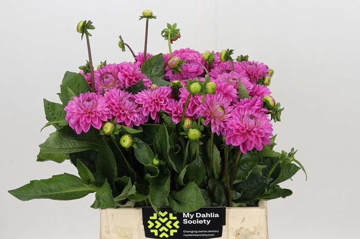 <h4>Dahlia Sandra</h4>