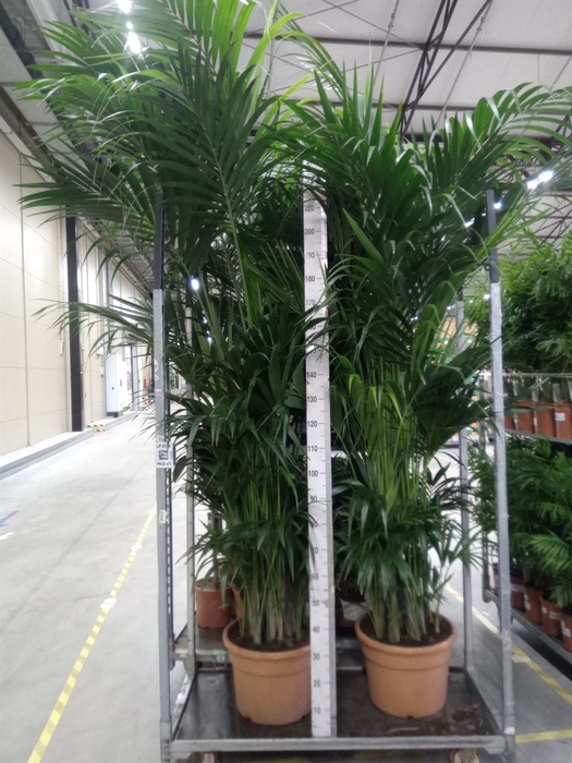 <h4>Howea forsteriana</h4>