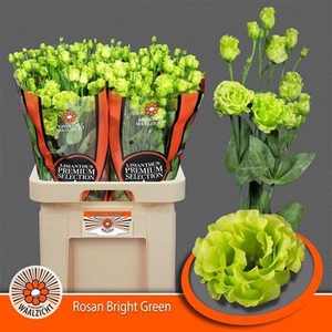 Eus G Rosanne Br Green