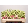 EUS G ROSI ROSE PINK