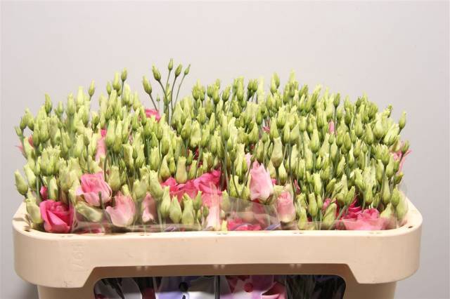 EUS G ROSI ROSE PINK