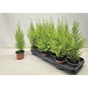 CUPR MA GOLDC WILMA P10