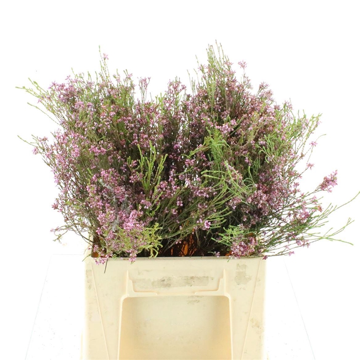 <h4>Erica Pink</h4>