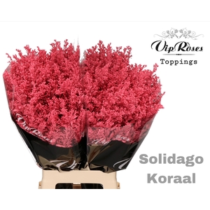 Solidago Koraal