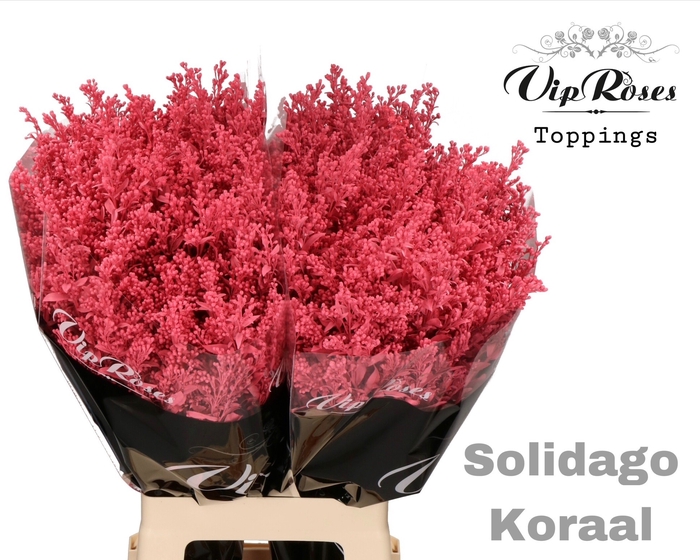 <h4>SOLIDAGO KORAAL</h4>