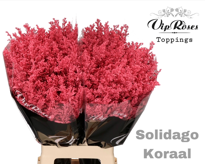 <h4>Solidago Koraal</h4>