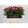 Paeonia Dr A Fleming