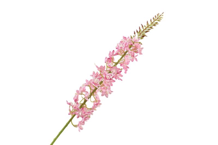 <h4>Eremurus Pink</h4>