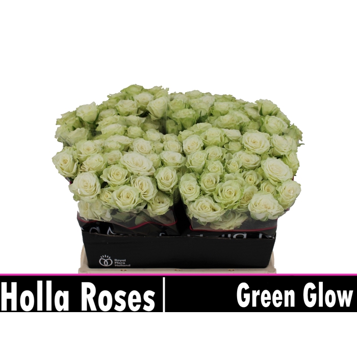 <h4>Green Glow</h4>