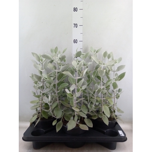 Kalanchoe NF   ...
