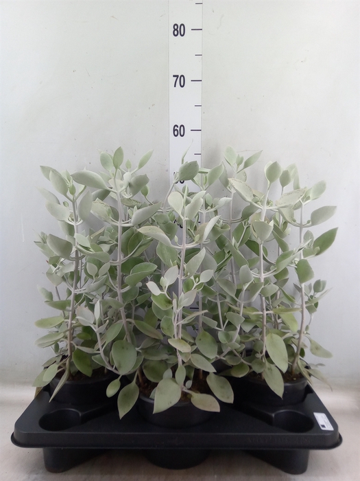 <h4>Kalanchoe NF   ...</h4>